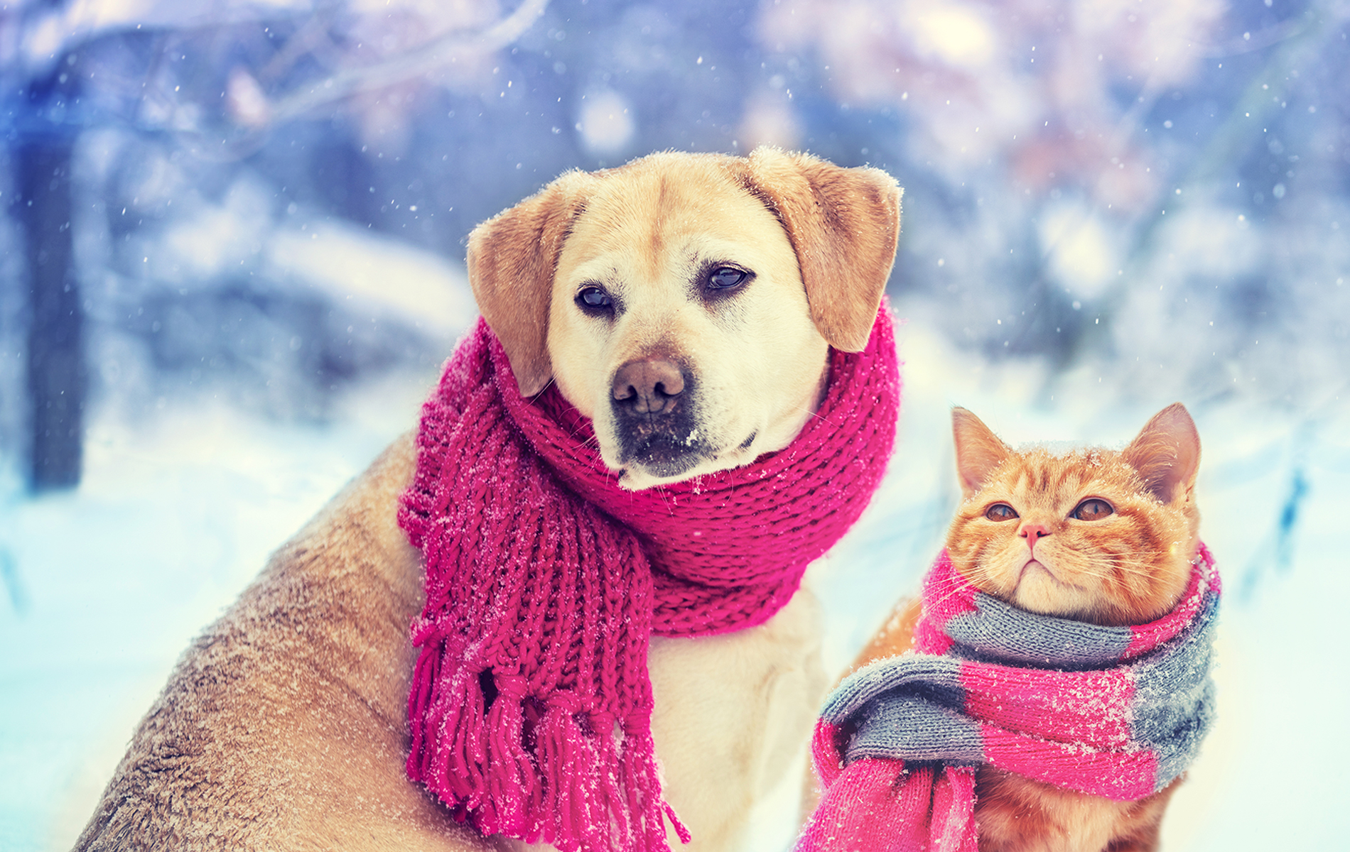 Как ухаживать за животными зимой?