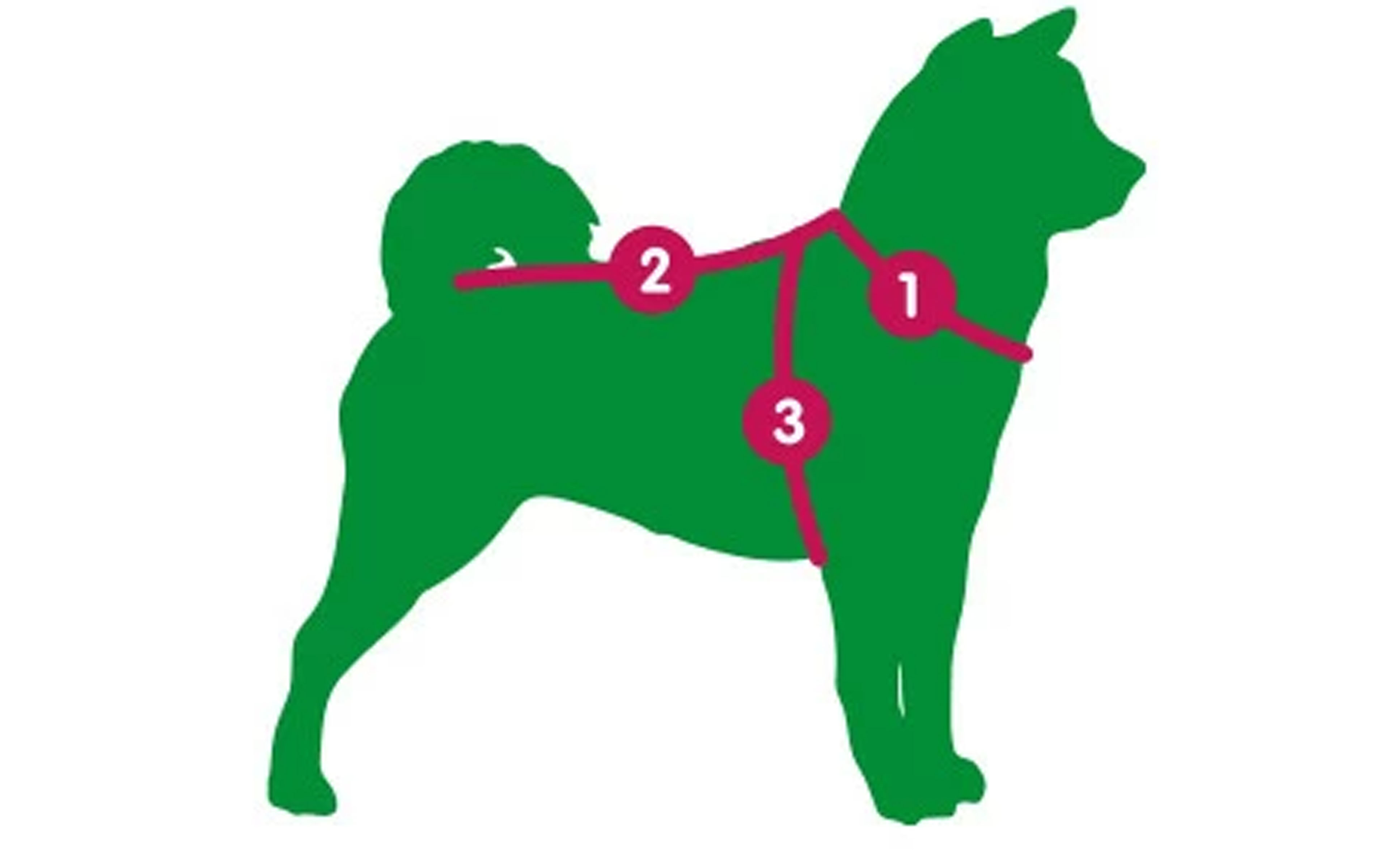 Правила определения размера одежды для собак